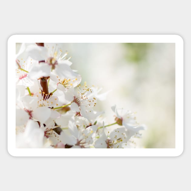 White cherry flowers Sticker by lena-maximova